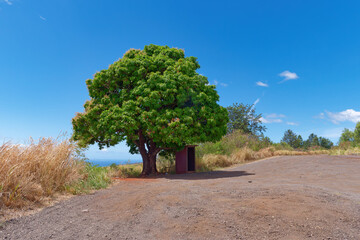 Peaceful view of a beautiful big Mango tree by the path  and a wooden cabin underneath it in Waimea...