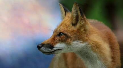 Fototapeta premium red fox in nature during sunset