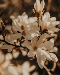A close-up shot of magnolia flowers in full bloom, showcasing their delicate petals and fragrant beauty, a quintessential sight in April