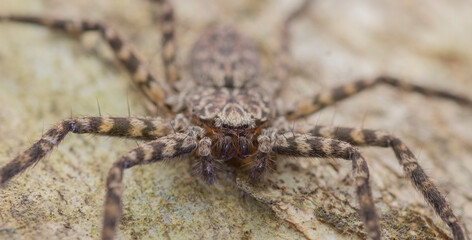 crab spiders (Selenops sp.)