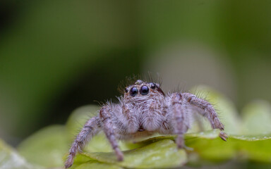 spider on a leaf