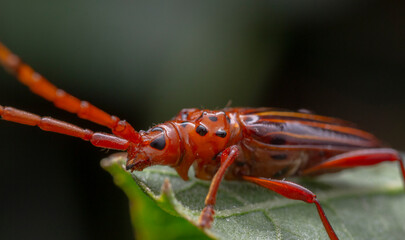 macro of a red bug