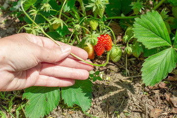 The gardener picks the mustache of strawberries from a bush in the garden. Growing and caring for beds with strawberries.