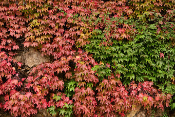 Wall covered with ivy leaves in red and green colours