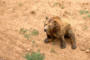 Large brown bear sitting on the sand