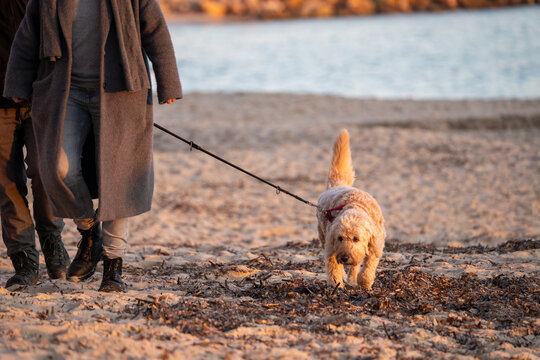 A dog walks on beach with its masters, on a leash. High quality photo