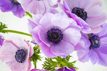 Purple anemone flowers with white background.