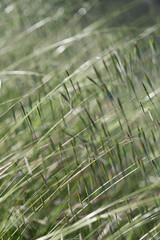 Abstract image of reeds.  Green vegetation background texture, blurry.