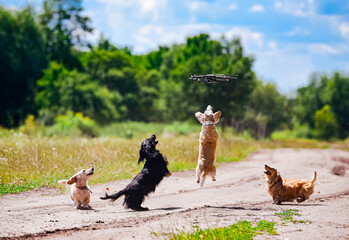Dogs chasing drone. Three funny corgi puppies are playing on the road in the summer Sunny day - obrazy, fototapety, plakaty