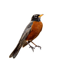 American robin (Turdus migratorius) isolated on transparent background — cut out from my original photo to provide clip art.