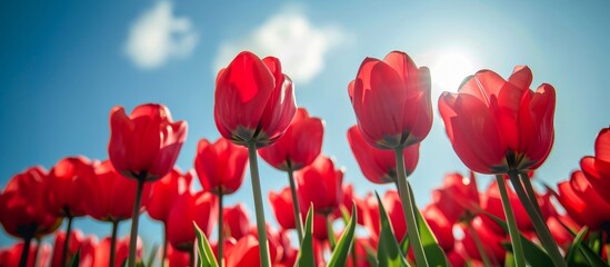 Low angle shot of vibrant red tulips against a blue sky.