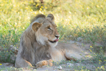 Young Lion - Panthera leo male laying on ground and leaking its lips at green background. Photo from Kgalagadi Transfrontier Park in South Africa	