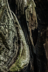 texture of an ancient oak tree