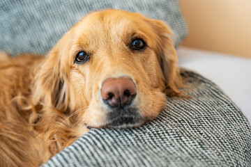 Golden Retriever's Tender Gaze: Sofa Serenity.  The face of a golden retriever lying comfortably on...