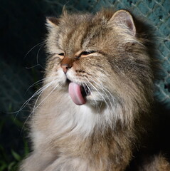 Chat persan
