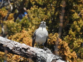 A Northern Mockingbird perched on a branch at the Edwin B. Forsythe National Wildlife Refuge, Galloway, New Jersey.