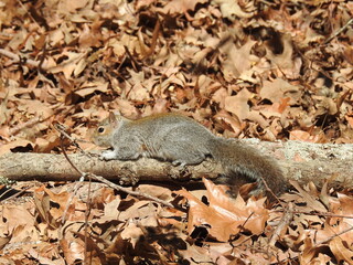 Eastern gray squirrel relaxing on a fallen branch in the woodland forest of the Edwin B. Forsythe National Wildlife Refuge, Galloway, New Jersey.