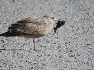 A hungry seagull with a clam in its beak, at the Edwin B. Forsythe National Wildlife Refuge, Galloway, New Jersey