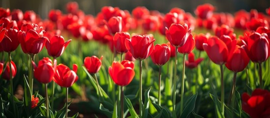 Fototapeta premium Vibrant Field of Red Tulips Blooming in Full Splendor