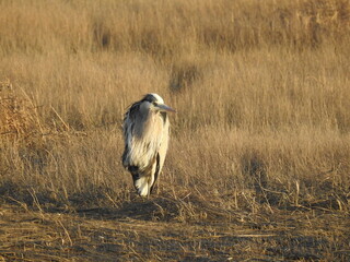 Great blue heron relaxing on the grassy marshland at the Edwin B. Forsythe National Wildlife Refuge, Galloway, New Jersey.