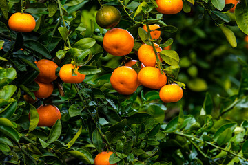 Tangerines on a branches with green leaves on tree. Tangerine tree with ripe fruits. 