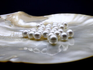 Expensive and luxurious saltwater South Sea pearls in a white shell, ready to be made into earrings, pendants or necklaces and sold in jewelry store. Popular feminine wedding accessory.