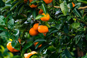 Tangerines on a branches with green leaves on tree. Tangerine tree with ripe fruits. 