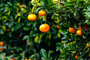 Tangerines on a branches with green leaves on tree. Tangerine tree with ripe fruits. 