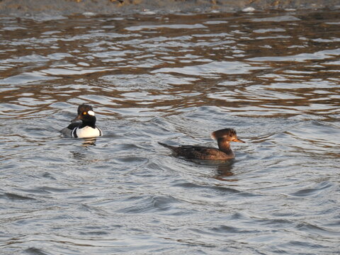 A pair of hooded mergansers, male and female, swimming in the waters of the Edwin B. Forsythe National Wildlife Refuge, Galloway, New Jersey.