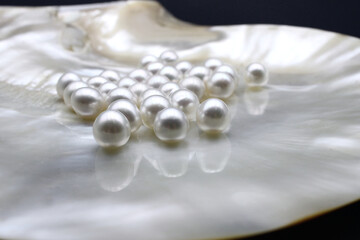 Expensive and luxurious saltwater South Sea pearls in a white shell, ready to be made into earrings, pendants or necklaces and sold in jewelry store. Popular feminine wedding accessory.