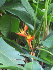 Oiseau du Paradis Guadeloupe