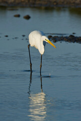 great white heron chasing