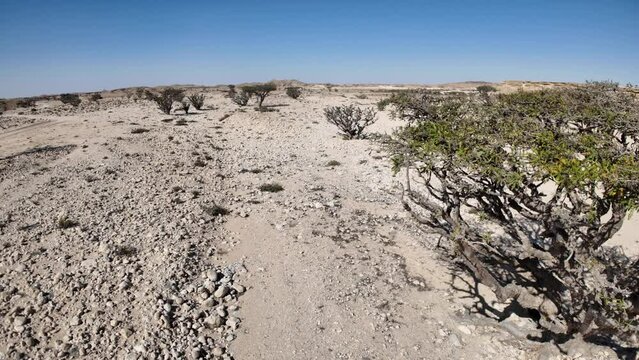 Aerial view of Wadi Dawkah Natural Park in Oman is renowned for its significance as the home of the Frankincense Tree groves, a UNESCO World Heritage Site.