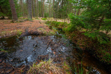 Naturpark Heidenreichsteiner Moor - the marshland in Austria (peat bog, peatbog)