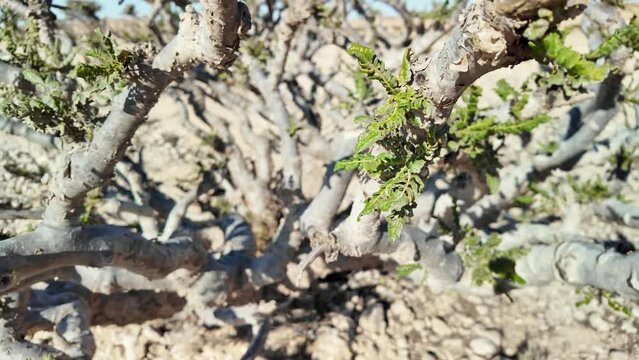 close up top view of a Frankincense Tree in Wadi Dawkah Natural Park in Oman is renowned for its significance as the home of the Frankincense Tree groves, a UNESCO World Heritage Site. SLOW MOTION