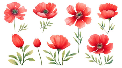 Red poppy flower watercolor illustration isolated on white background.  Green buds and leaves. Floral design for decor or holiday wedding greetings cards template - obrazy, fototapety, plakaty