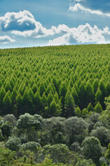 Eucalyptus plantation forest wood forestry