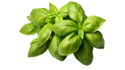 closeup of fresh green basil on transparent background