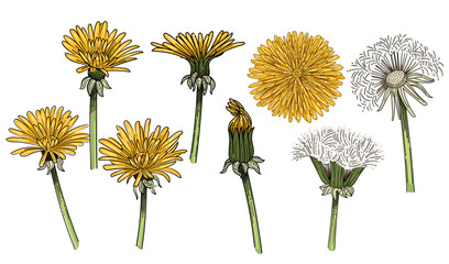 Obraz premium Set of dandelion flower set hand drawn colorful sketch for drawing book vector illustration isolated on white background