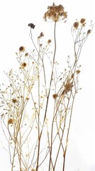 A bunch of dried flowers sitting on top of a table. Barely there florals on white background.