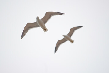 couple of seagulls in flight