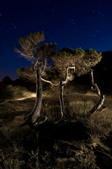 tree in the night,  Fotografia Notturna 2011.Stintino, La Pelosa, duna e ginepreto, SS, Sardegna....