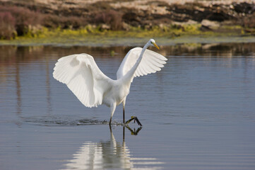 Airone bianco maggiore. Casmerodius albus. Great white egret. Laguna di Casaraccio, Stintino, SS, Sardegna, Italia