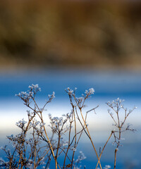 Frozen branches with blue and brown background