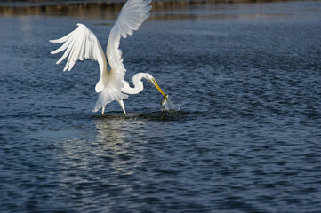 Airone bianco maggiore. Casmerodius albus. Great white egret. Laguna di Casaraccio, Stintino, SS,...