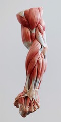 A three-dimensional representation of an anatomically correct biceps muscle of a man. Anatomical detail of the biceps meticulously detailed in 3D.