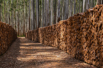 Eucalyptus plantation forest wood forestry © Gustavo