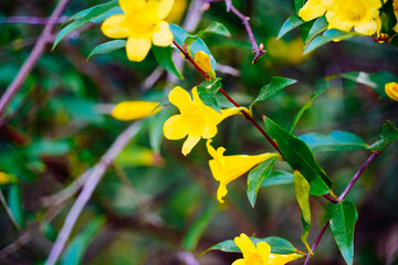 Flatwood park in Tampa, Florida