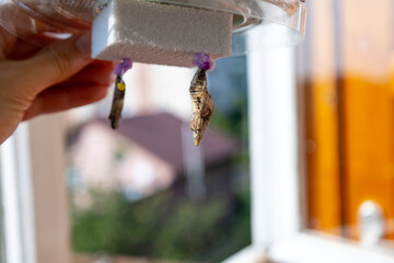 Butterfly coccon in pressent box for kids stem.