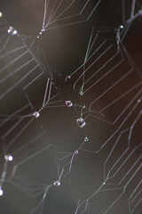 spider web with dew dropsRagnatela, web. Alghero, SS, Sardegna, Italy